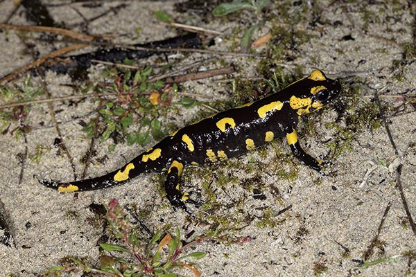 Salamandra común, perteneciente a la población de San Martiño, una isla incluida en el archipiélago de las Cíes (foto: Guillermo Velo-Antón y Adolfo Cordero-Rivera).