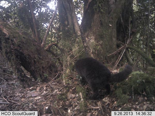 Foto-captura de un ejemplar melánico de güina (Leopardus guigna), pequeño felino amenazado a escala mundial, en la Reserva de Huinay (foto: autores).