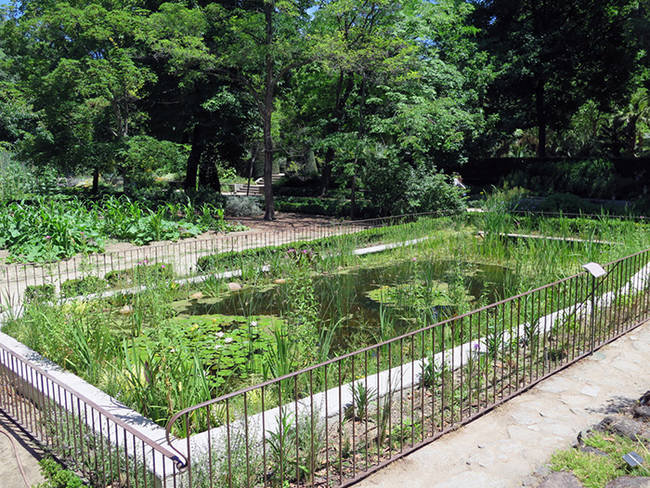 Aspecto del nuevo estanque de flora acuática del Real Jardín Botánico (foto: RJB).
