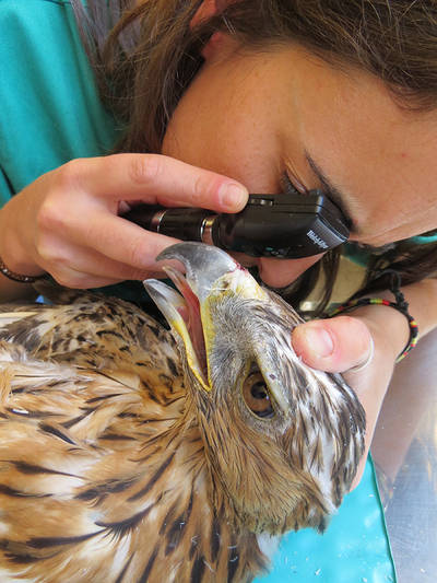 Una veterinaria lleva a cabo una exploración oftalmológica a un águila perdicera en un hospital de fauna salvaje (foto: GREFA).