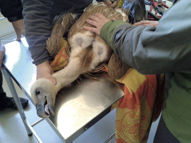 Buitre leonado sometido a tratamiento en un centro de recuperación de fauna silvestre (foto: GREFA).