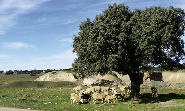 Rebaño de ovejas alimentándose junto a una escombrera abandonada en el Valle de Alcudia (foto: Jaime Rodríguez).