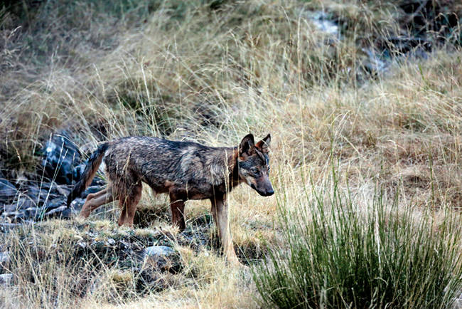 Lobo perteneciente a la población que vive en la Reserva de Caza de Riaño (León). Foto: Andoni Canela.