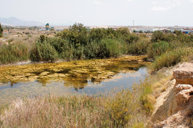 Panorámica de la pequeña laguna de Fontcalent, que acoge la única población de fartet del término municipal de Alicante, en un entorno altamente humanizado (foto: Francisco Ferri).