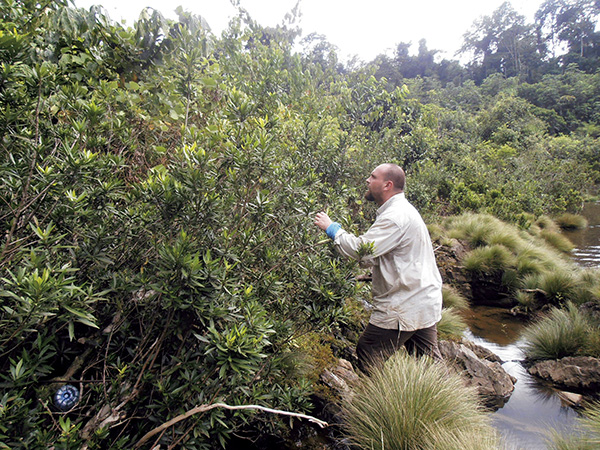 Un investigador del Real Jardín Botánico recolecta muestras de Grossera angustifolia, una nueva especie descrita en Guinea Ecuatorial (foto: RJB).