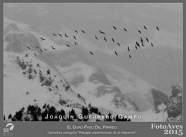 Esta fotografía de un grupo de grullas en migración por el Pirineo ha sido una de las premiadas en el FotoAves 2015 (foto: Joaquín Guerrero).