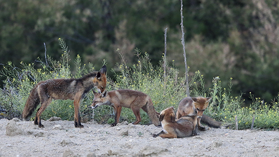 La hembra dominante de la primera familia de zorros desparasita a uno de sus cachorros mientras los demás juegan (foto: Francisco Javier Contreras Parody).
