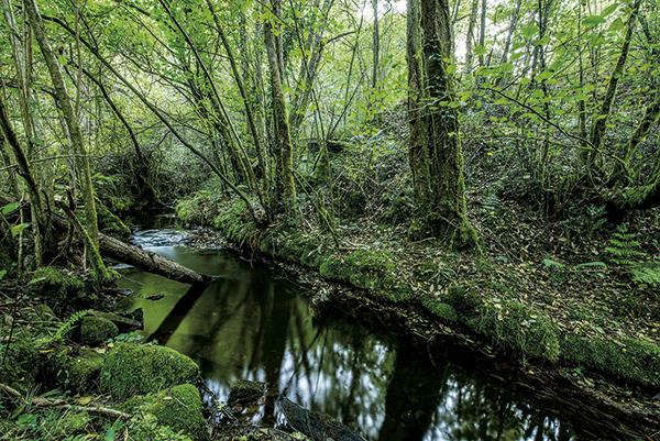 Tramo del río Chaballos, uno de los cuatro afluentes del río Esva que se muestrean en el noroeste de Asturias para el seguimiento científico de su población de salmónidos (foto: Xiomara Cantera).