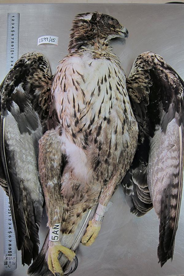 Cadáver del águila de Bonelli ‘Dílar’ durante la necropsia que se le realizó tras morir electrocutada (foto: LIFE Bonelli).