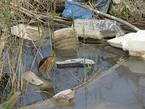 Avetorillo en el cauce viejo del río Segura (Guardamar del Segura, Alicante), rodeado de basura (foto: Sergio Arroyo).