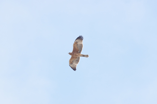 El macho de águila perdicera Zahara luce su plumaje juvenil a su paso por el estrecho de Gibraltar (foto: Santi Villa / Spainbirds Nature Tours).