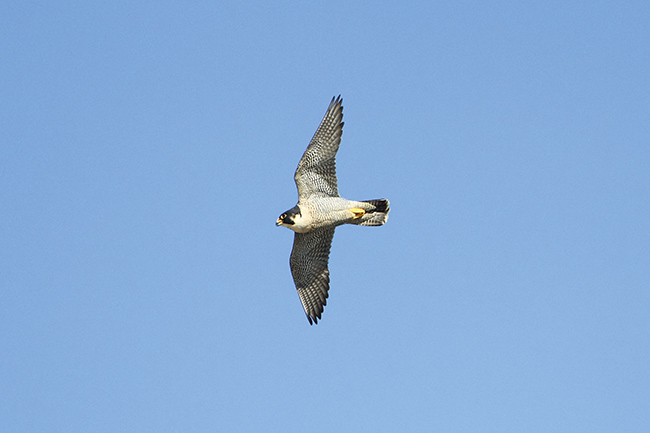 Ejemplar adulto de halcón peregrino en vuelo (foto: Joseba del Villar).