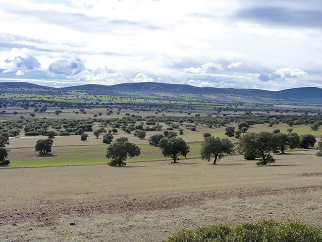 Panorámica de un sector de la comarca del Campo de Montiel (Ciudad Real) que podría verse afectado por la minería de tierras raras (foto: Plataforma Sí a la Tierra Viva).