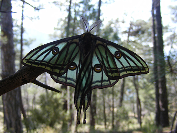 Macho de graellsia o mariposa isabelina en la rama de un pino (foto: Yeray Monasterio y Ruth Escobés / Asociación Zerynthia).