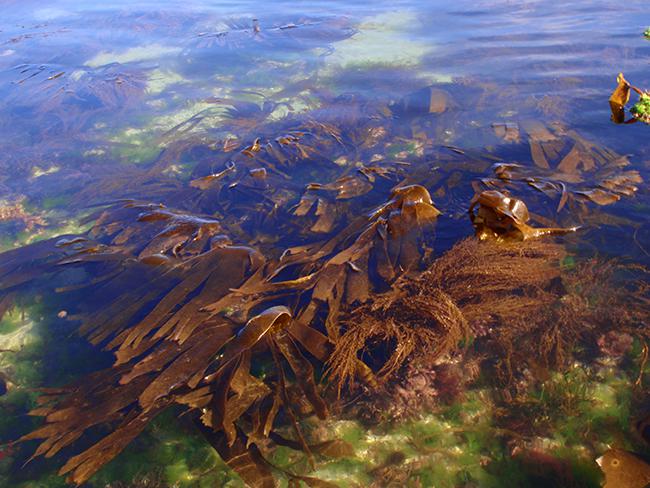 Bosque submarino de algas en las costas atlánticas españolas. Compuesto por varias laminarias, ofrece refugio a otras especies de flora y fauna (foto: César Peteiro).