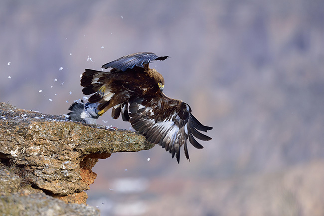 Un ejemplar subadulto de águila real da caza a una paloma posada en el borde de un cortado (foto: Manuel Otero).