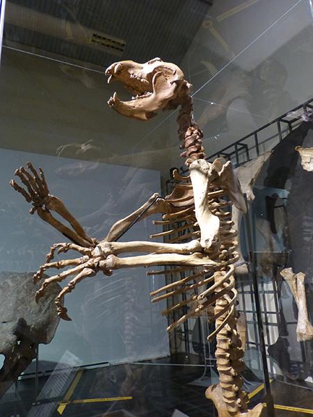 Ejemplar de oso de las cavernas recién incorporado a la sección de Paleontología del Museo Nacional de Ciencias Naturales (foto: Rafael Serra).Lora Tamayo (fotos: Rafael Serra).