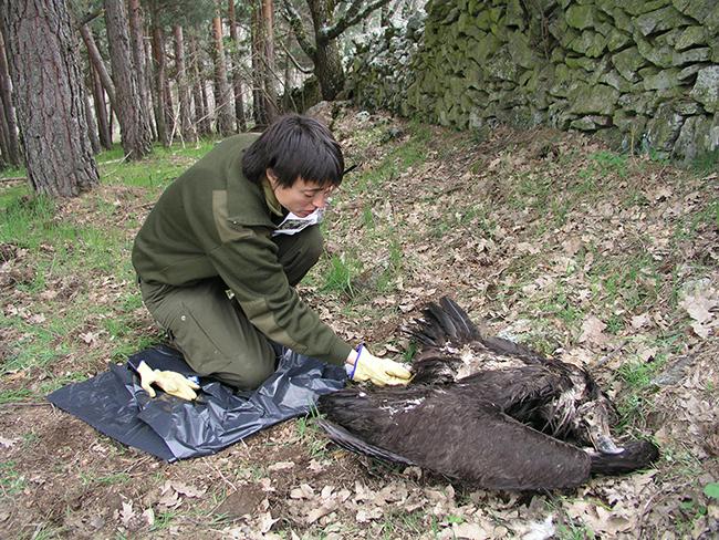 Levantamiento del cadáver de un buitre negro por una agente de medio ambiente. Esta especie amenazada es una de las más afectadas por el veneno (foto: SEO/BirdLife).