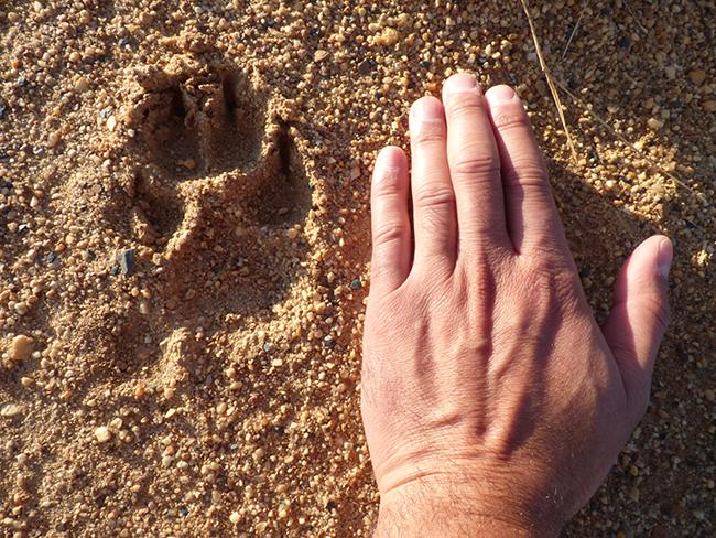 Huella de lobo ibérico junto a la mano de una persona (foto: Llobu).