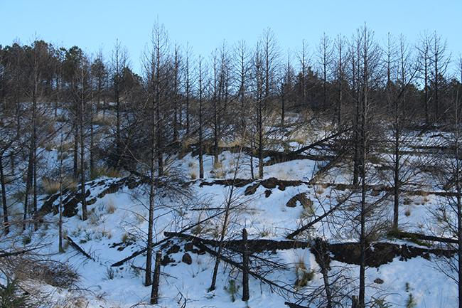Dos años y medio después del incendio de Lanjarón (Granada) empezaron a caerse los árboles quemados que no habían sido cortados. Al cabo de cuatro años no quedaba casi ninguno en pie (foto: Jorge Castro).