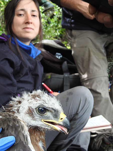 El águila de Bonelli Gobera durante el operativo de marcaje con emisor GPS, bajo la mirada de una veterinaria de LIFE Bonelli.