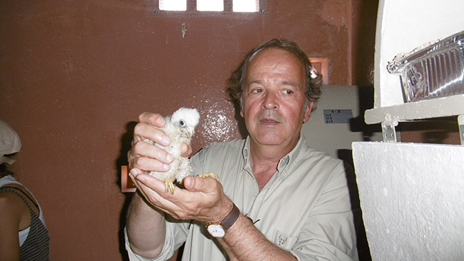 Miguel Aymerich, subdirector general de Medio Natural del Magrama, introduce un pollo de cernícalo primillar en un nidal de un primillar (foto: Grefa).