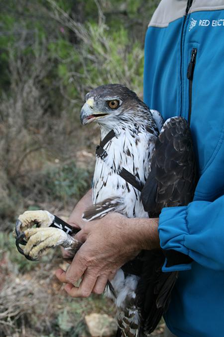 Águila perdicera adulta capturada para su marcaje con un emisor. Este ejemplar es uno de los que se ahogaron en Artana (Castellón). Foto: Pascual López.