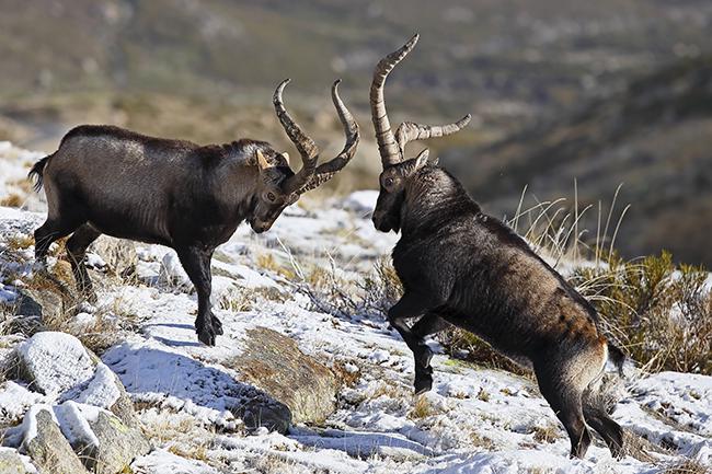 Duelo de machos monteses durante la época de celo en la sierra de Gredos (foto: José Julián Rico).