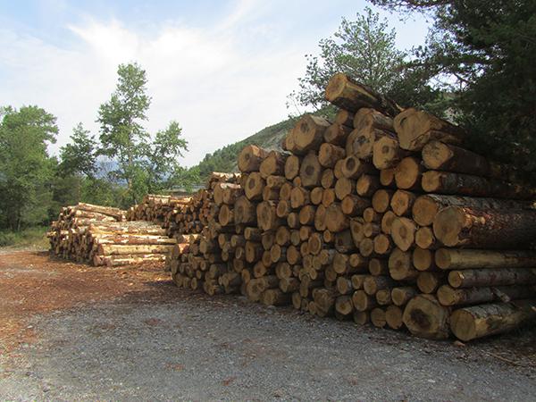 Acumulación de los troncos extraídos en la tala realizada en el abetal de Laspuña (Huesca). Foto: Federico Sancho.