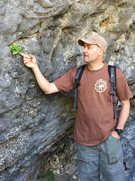 El botánico Daniel Goñi señala unos
ejemplares de la planta rupícola Borderea
chouardii sembrados en las cercanías
de su única población natural, situada
en la provincia de Huesca (foto:
Juan Carlos Moreno).