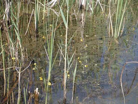 Laguna restaurada
cubierta por
ejemplares de
lentibularia común,
algunos
de ellos en flor
(foto: María
A. Rodrigo).