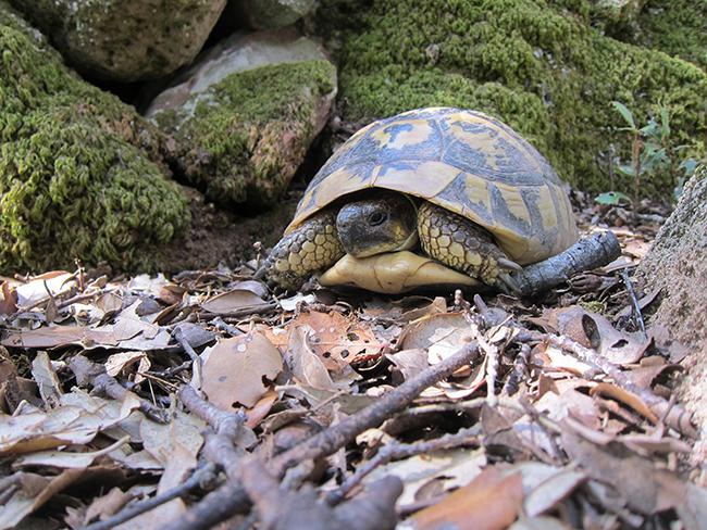 Hembra de tortuga mediterránea del noroeste de Menorca (foto: Albert Bertolero).