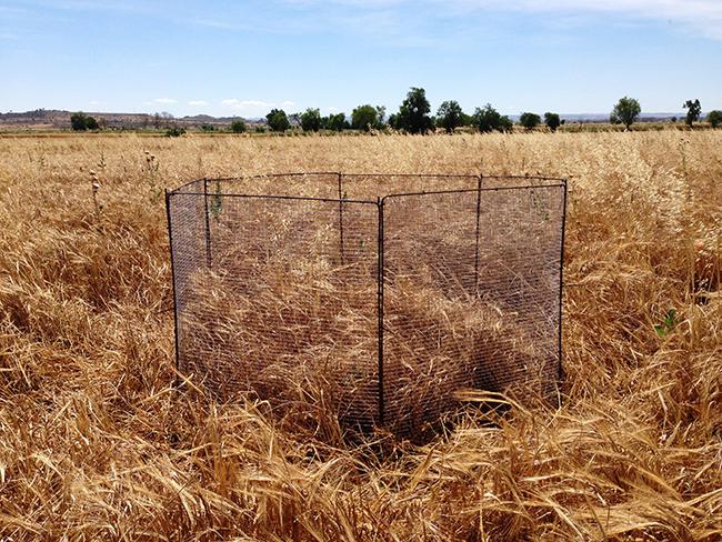 Este vallado metálico hexagonal protege un nido de aguilucho cenizo en un campo de cebada del sur de la provincia de lleida (foto: Jaume Balsells).

