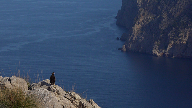 Buitre negro posado junto al mar, en lo alto de un acantilado de la sierra de tramuntana (Mallorca). Foto: Rubén Casas.


