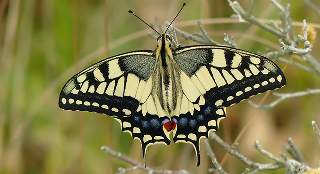 Ejemplar de macaón (Papilio macaon). Foto: Yeray Monasterio.