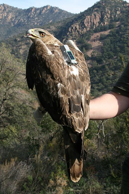 Macho subadulto de águila perdicera de la provincia de Castellón, equipado con un emisor GPS (foto: Pascual López).

