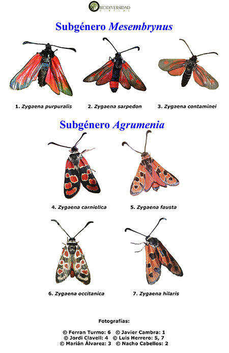 Una lámina del cuadernillo dedicado a los zigénidos (mariposas nocturnas) en el Atlas Visual de los Invertebrados Ibéricos.