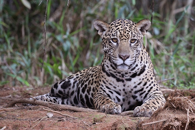 El jaguar es una de las especies emblemáticas de la recién creada área protegida Gran Mojos, en el municipio de Loreto (Bolivia). Foto: Charlesjsharp / Wikicommons.