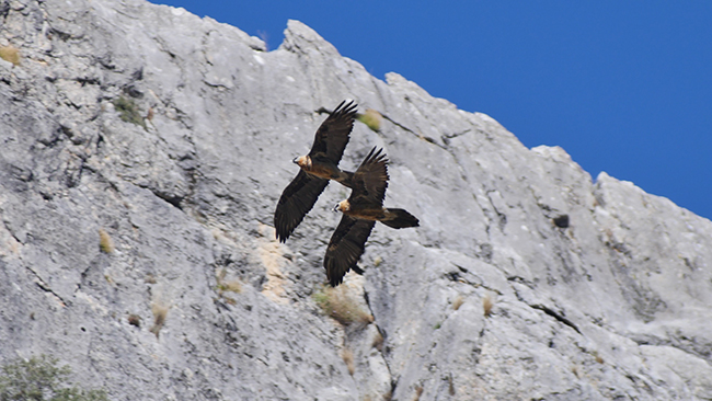 Los quebrantahuesos Hortelano y Marchena vuelan juntos en la sierra del Segura (Jaén), el primero arriba y la segunda debajo (foto: Francisco Javier Montoro).