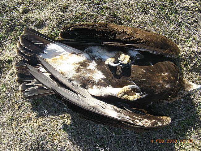 Águila real electrocutada en este tendido a principios de febrero, cuando ya había sido corregido (fotos: Grefa).


