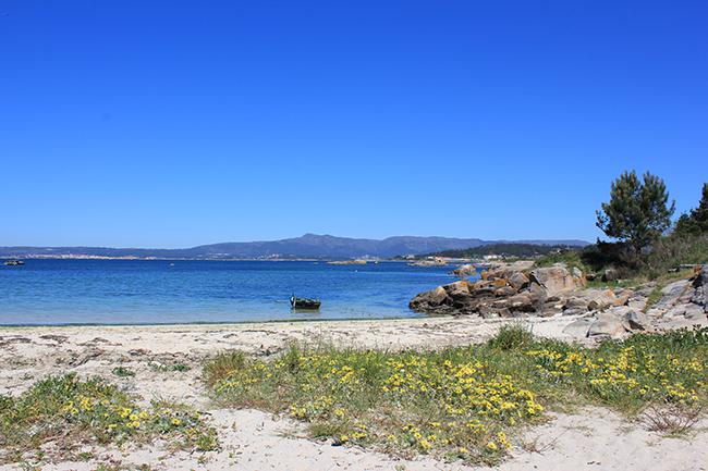 La especie invasora Arctotheca calendula, procedente de Sudáfrica, en una playa de la isla de Arousa (Pontevedra). Foto: Jonatán Rodríguez.

