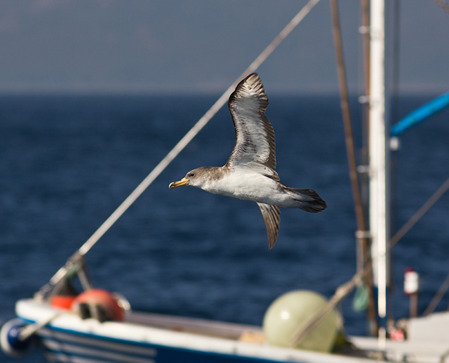 Una pardela cenicienta vuela junto a varios barcos de cebo vivo y línea de mano en el Estrecho de Gibraltar. (foto: Salvador García).

