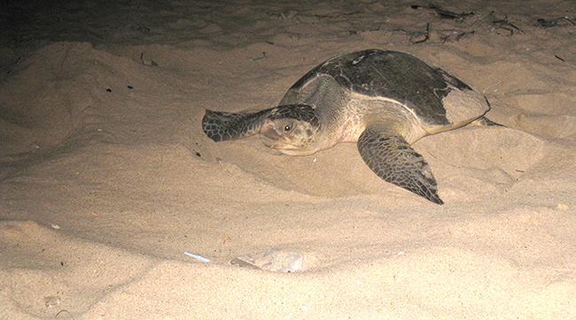 Tortuga boba adulta en una playa (foto: SanBa / Wikicommons).