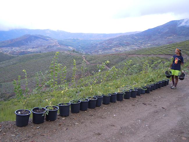 Plantones de árboles autóctonos preparados para su plantación en la zona de la sierra de Gata (Cáceres) calcinada por el incendio forestal de 2015 (foto: Reforest-Acción).

