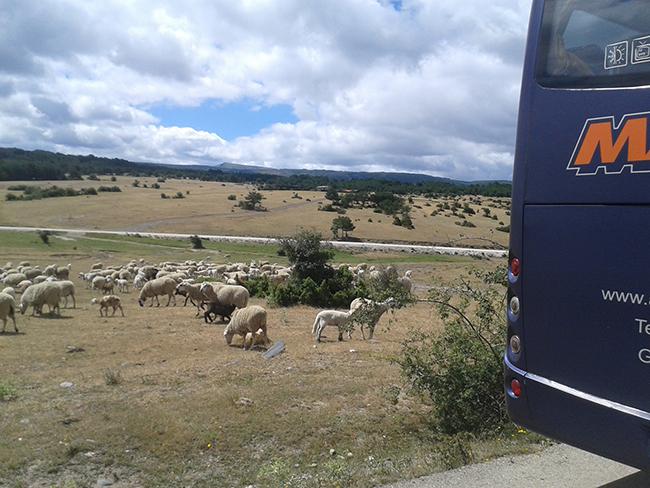 Rebaño de ovejas en extensivo en una zona del norte de Guadalajara visitada por los periodistas (foto: José Antonio Montero).
