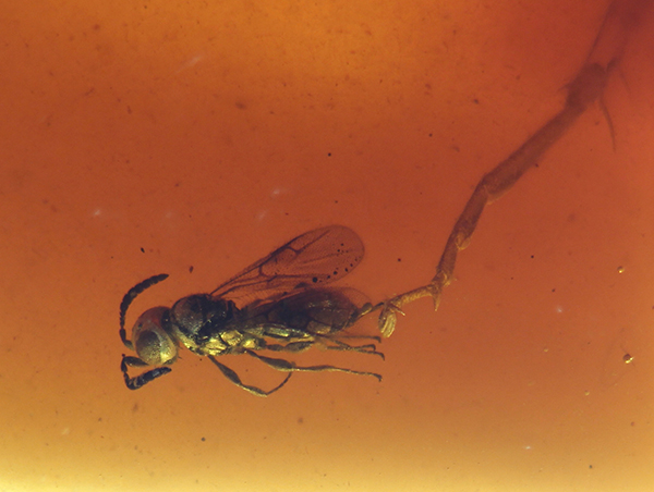 Avispa parasitoide de la familia Platygastridae conservada junto a una pata de cucaracha en ámbar del yacimiento de San Just (Teruel). Foto: E. Peñalver.


