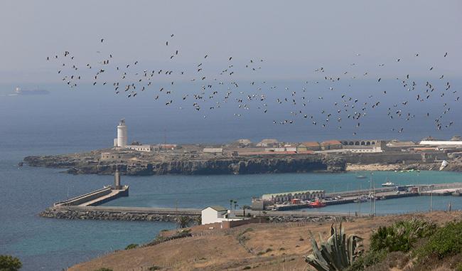 Un bando de cigüeñas blancas sobrevuela la isla de Tarifa (Cádiz) y se dispone a cruzar el estrecho de Gibraltar (foto: Alejandro Onrubia).


