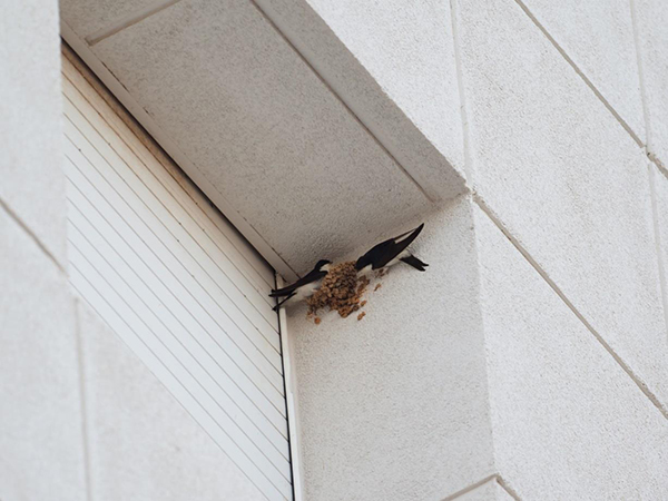 Una pareja de avión común se afana en reconstruir su nido derribado en el edificio del hospital (foto: Deborah Fandos / Apnal-Ecologistes en Acció de Vinaròs).

