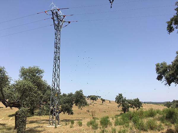 Poste recién corregido por Endesa en un tendido peligroso para las aves de Valencia de Mombuey (Badajoz). Al fondo vuela un numeroso grupo de buitres. Foto: Alfonso Godino / Amus.