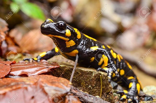El hongo quitrídio Bsal supone una gran amenaza para la población europea de salamandra común (foto: Aleksandar Milutinovic / 123RF).

